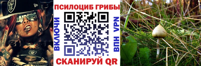 блэк спрут как зайти  Фёдоровский  Галлюциногенные грибы Psilocybine cubensis 